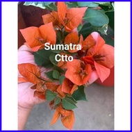 SALE!!! RARE ROOTED BOUGAINVILLEA