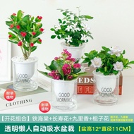 [1205People Collection]Longevity Flower Money Tree Potted Plant Asparagus Fern Hydroponic Plant Pott