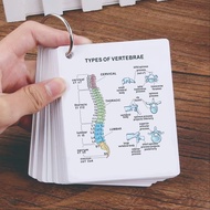 Anatomical Study Flashcards, Front & Back Views, Vocabulary Flashcards, Medical Learning Guide for S