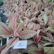 Aglonema LEGACY Tanaman Hias Aglaonema Legacy Red