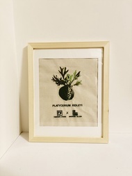 亞洲猴腦鹿角蕨刺繡掛畫(可客制)