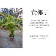 心栽花坊-黃椰子/黃金椰子/1尺5盆/綠化植物/室內植物/觀葉植物/售價2000特價1800