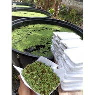 Benih Azolla | High Protein Plants