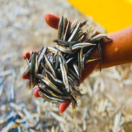 澎湖野生丁香魚Penghu clove fish