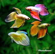 ปลากัดจีนดราก้อน(ตัวผู้) ตัวใหญ่ สีสันสดใสสวยงาม มีหลากหลายสีสันสดสวยงาม พร้อมส่ง