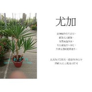 心栽花坊-尤加/象腳王蘭/1尺2/含盆高約150/室內植物/觀葉植物/售價1200特價1000