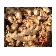 [Shop Malaysia] bentong ginger king authentic in winter ginger free poster 1kg confinement bentong g