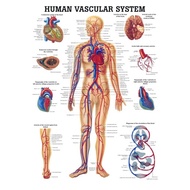 CH Human Vascular System Layer Pressure Anatomy Pattern 1012 0717