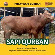 Qurban - Sapi Bali Madura, Simental, PO, Limosin | Bogor Jabodetabek