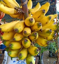 ต้นกล้วย พันธุ์ กล้วยทุเรียน กล้วยที่อร่อยที่สุดในตระกูลกล้วยหอม หน่อกล้วย พร้อมปลูกลงดินได้เลย จัดส่งพร้อมถุง 6 นิ้ว ลำต้นสูง 30-50 ซม