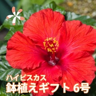 ハイビスカス 鉢 鉢植え 花 【 ロングライフハイビスカス 7号 7寸 】 お中元 誕生日 結婚記念日 父の日 お盆 おしゃれ ギフト 土 ロングライフ ハイビスカ柄 ハイビスカスコレクション 花ギフ