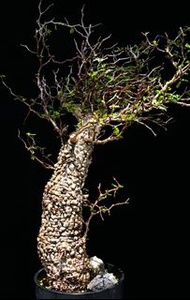 (414) 滿瘤列加氏漆樹　The elephannnt tree/ Operculicarya decaryi / 塊根植物 Caudex / 另售象牙宮、龜甲龍、念珠橄欖、橄欖樹、象足漆樹