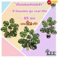 ต้นมอนสเตอร่า สูง 65 ซม. รุ่น " Real Life " 9 ใบ มงคล  พร้อมกระถาง ต้นไม้ปลอม ต้นไม้ประดิษฐ์ Leeartplants