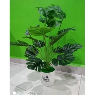 55cm pokok monstera murah/monstera 55cm