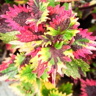 Ready Berakar Miana Coleus Super Premium id Rainbow