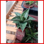 ◊ ▤ ¤ Sensevia/Snake Plant 4Sale