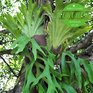 Kadaka Tanduk Rusa Dewasa - Kadaka Tempel - Tanaman Hias Kadaka Uncal