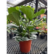 Fiddle Leaf Fig | Ficus Lyrata ( 3 in 1)