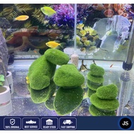 🔥Artificial Moss Rock🔥Aquarium decoration/batu hiasan akuarium/aquarium plants/Java Moss DC0046