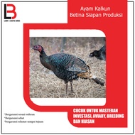 Ayam Kalkun Betina Siapan Produksi Istimewa