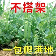 Soft Pods Dutch Bean Seeds Spring Summer Four Seasons Sowing Large Pods Vegetable Peas Peas Angle Se