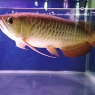 arowana arwana golden red 40cm