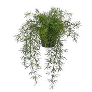 FEJKA Artificial potted plant, in/outdoor Asparagus/hanging12 cm