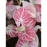 [Exotic Looking] Caladium Watermelon Red - Easy Care, Fuss Free, House Plant