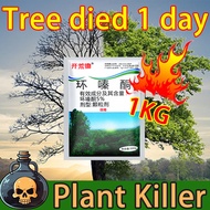 🌿Big trees die in one day🌿racun rumput racun rumput cepat mati Herbicide The most effective herbicid