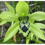 tanaman hias anggrek dendrobium hijau