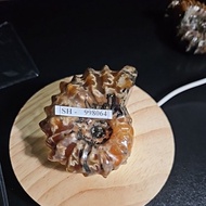AMMONITE MADGASCAR HQ GENUINE NATURAL STONE