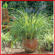 ๑ ▧ lemon grass plant seeds