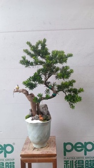 金鑽羅漢松盆景