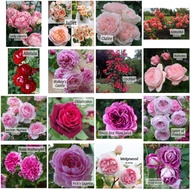 new PART 2/3 : Pokok Ros English Rose Roses Jepun japan floribunda hybrid tea mini shrub kordes Ros Clair Martin berID