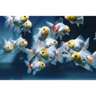 ikan mas koki oranda white / ikan hias aquarium