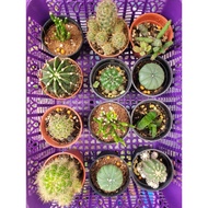 [BORONG CACTUS SABAH] CACTUS RANDOM 10POT