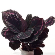 Goeppertia Black Rose, Calathea 'Black Rose' in white ceramic pot