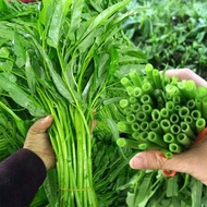 บอนสี เมล็ดพันธุ์ Water Spinach Seeds ไผ่มรกต 100เมล็ด บอนสีหายาก เมล็ดพันธุ์ผัก พันธุ์ไม้ผล เมล็ดดอ