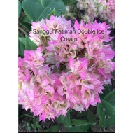 Bunga Kertas Sanggul Fatimah ID: Ice Cream / Pink Terang/Oren/Dania White