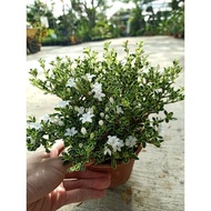PAKET 2 POHON Tanaman Bonsai Bunga Hidup Seribu Bintang - Tanaman hias Seribu bintang (serissa foeti