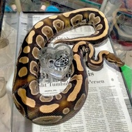 ular ball python morph mujave