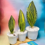 Desktop interior plant - Mason Var snake plant