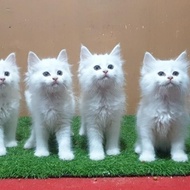 Jual Anak Kucing Lucu Persia Angora Anggora Kitten Flatnose Pesek