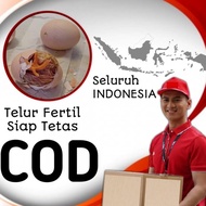 ayam shamo aduan telur fertil