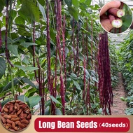 Kadar kecambah 90% Dwarf Long Bean benih for Sale ( 20pcs/bag ) KACANG PANJANG benih Vegetable Plant