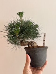 日本三河黑松$580  香港掌上盆專門店·讓綠植點綴生活 支持本地小店請讚好  #香港盆栽 #日本盆景 #掌上盆栽 #室內植物