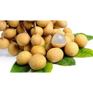 Anak Pokok Longan Berlian