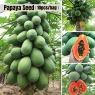 Benih Betik 10pcs Red Lady Papaya Seeds Papaya Big Hong Kong Biji Benih Betik Organic Fruit Seed Papaya Tree Seed Bonsai