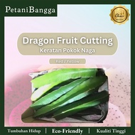 Dragon Fruit Cutting Red / Yellow / Keratan Pokok Naga Merah / Kuning