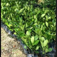 Anak Pokok Nangka Madu J33